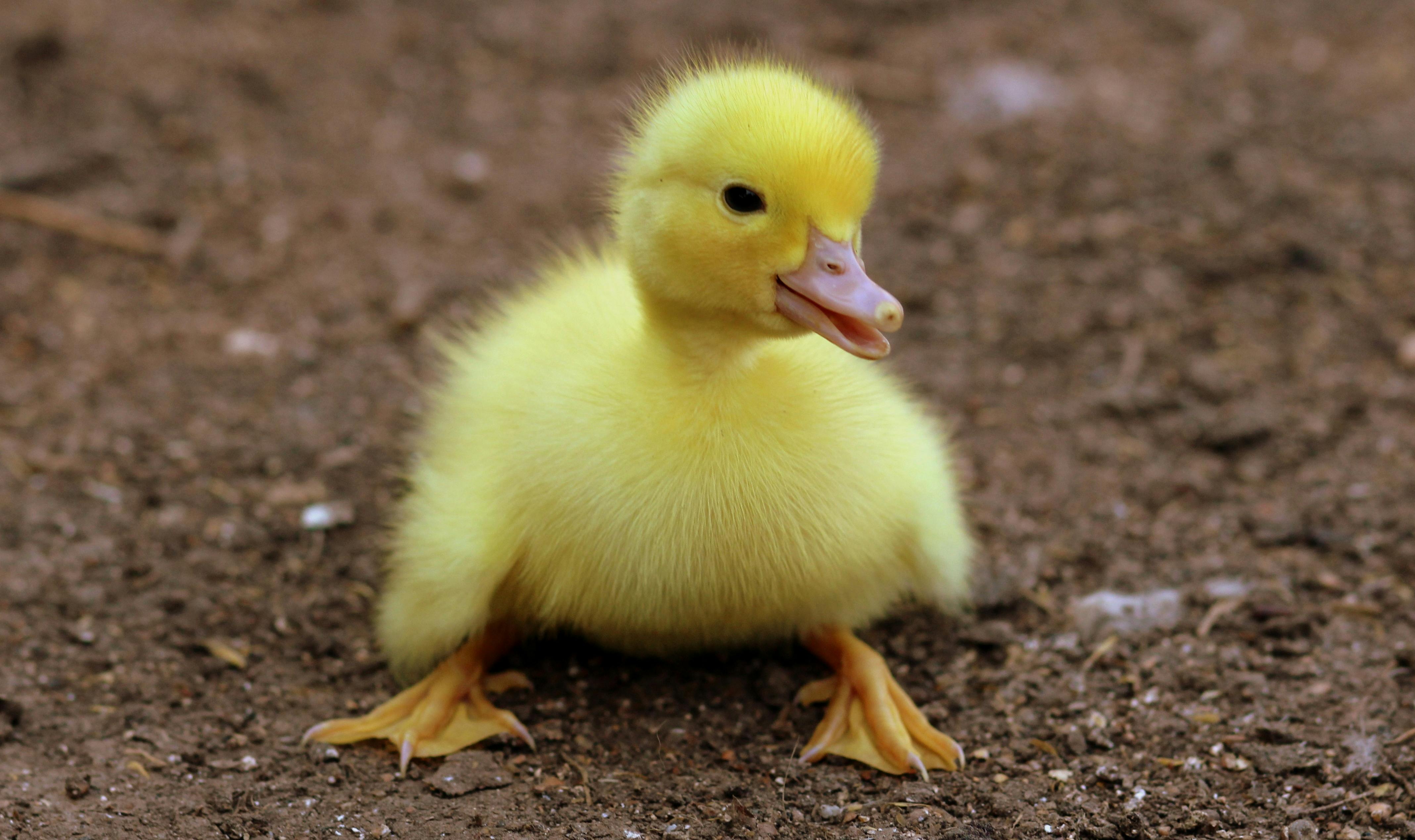 Category Winner, Wildlife: Duckling 