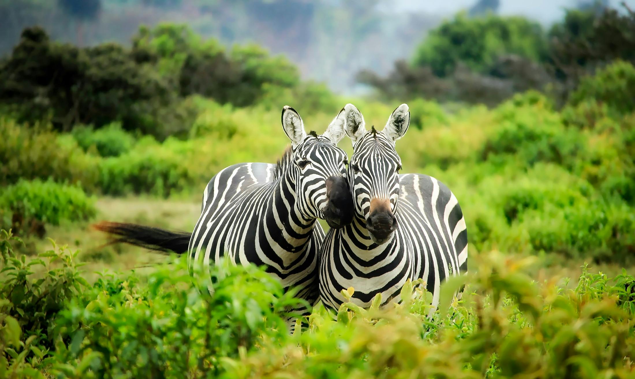 zebras in the horizon.